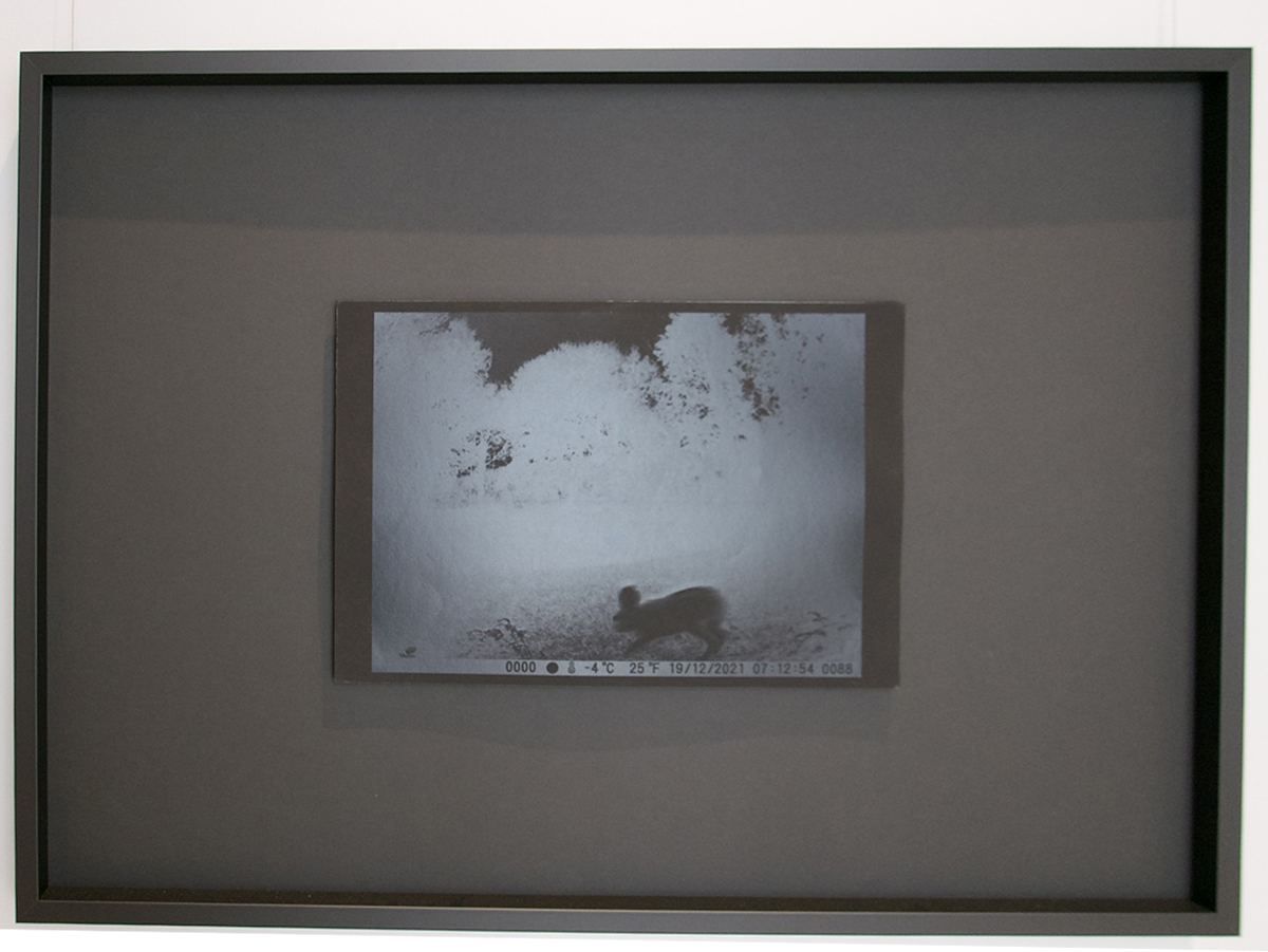 Segno / Istante- Lepre - 2025 cm 102,5 x 75 cm -Stampa digitale su carta Favini gr. 340 Tirature 3 