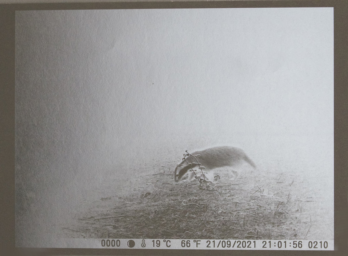 Segno Istante, 2025, Tasso Stampa digitale su carta gr 340 Tirature 3